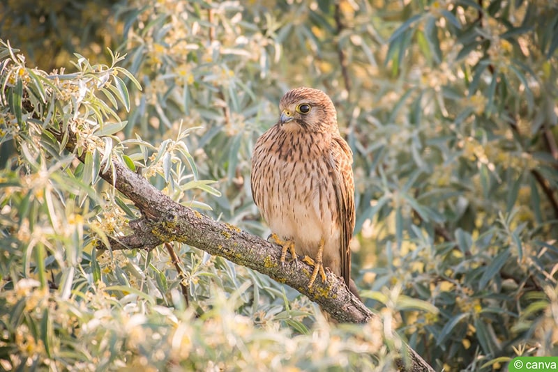 Turmfalke (Falco tinnunculus)