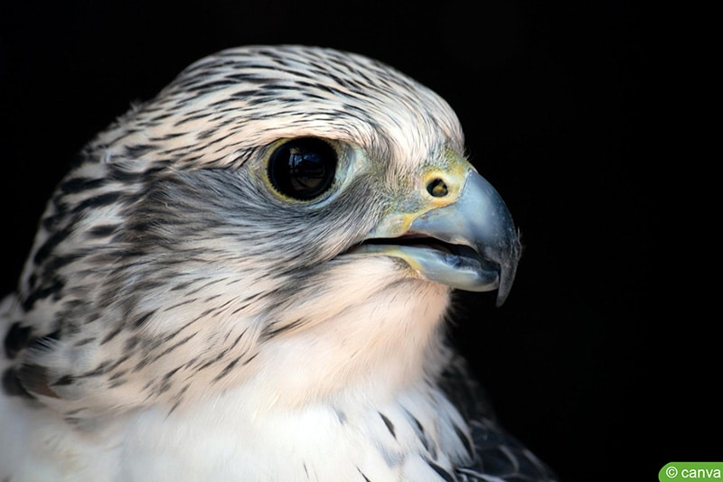 Wanderfalke (Falco peregrinus)