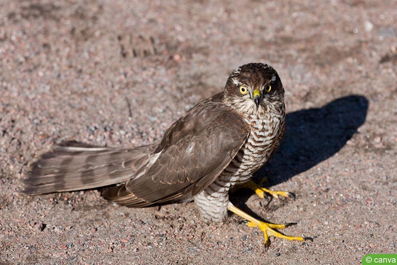 Wespenbussard (Pernis apivorus)