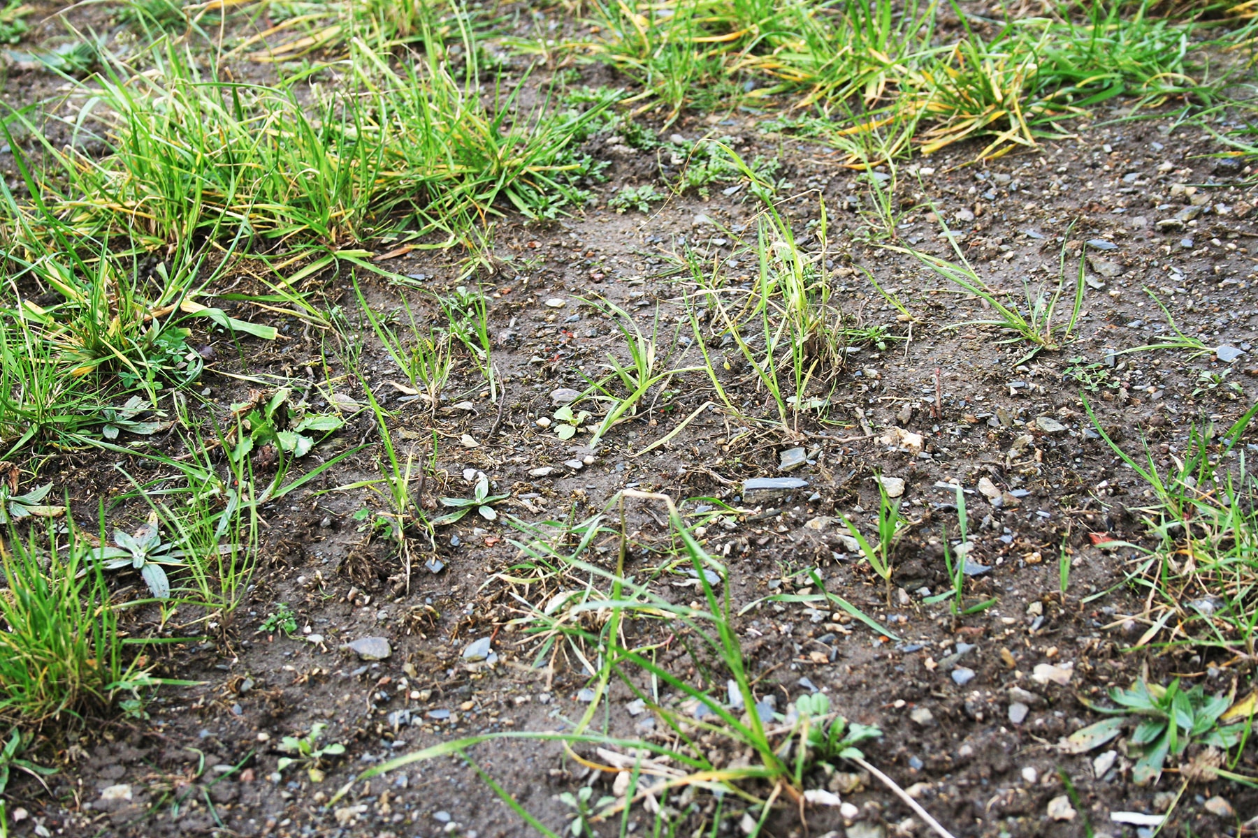 Quecke - Elymus repens