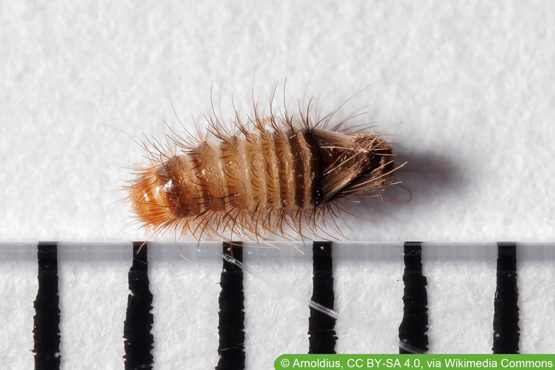 Teppichkäfer - Anthrenus scrophulariae