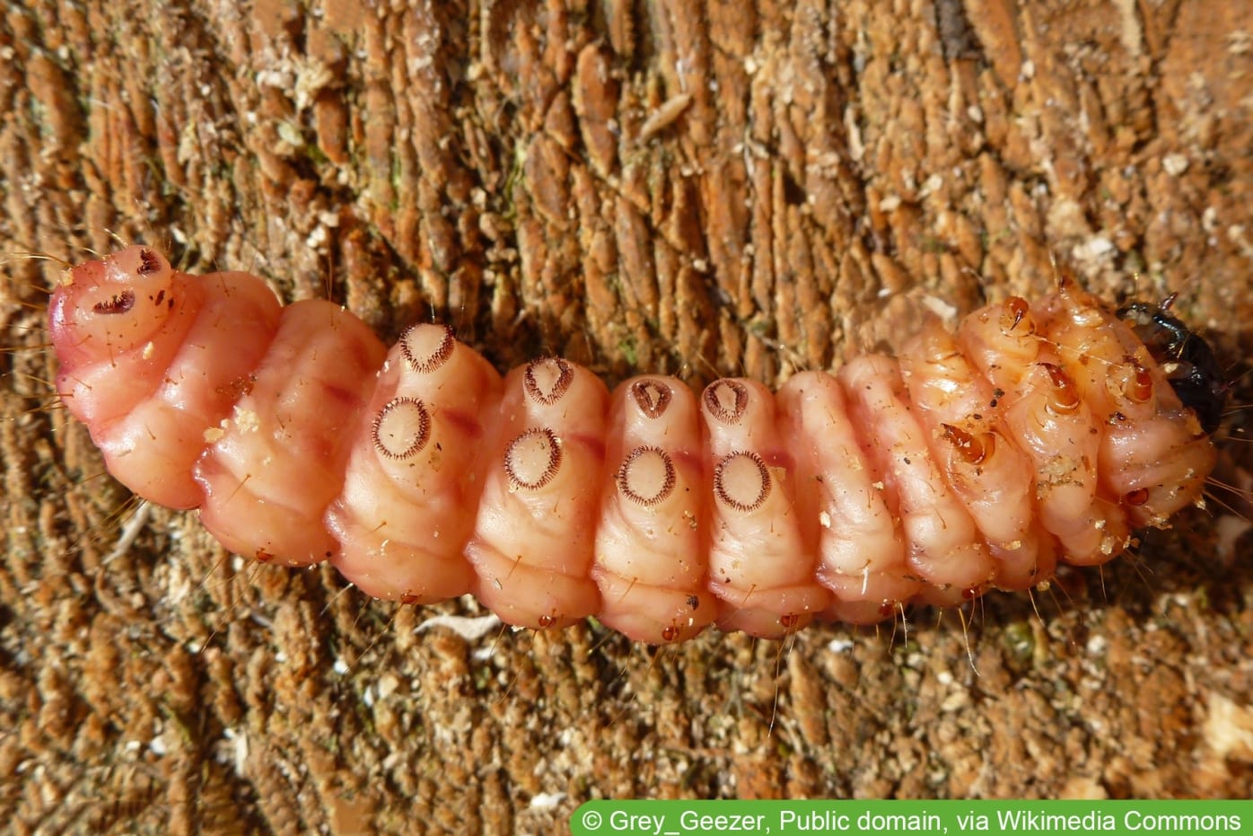 Rote Maden / Larven in der