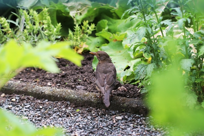 Amsel