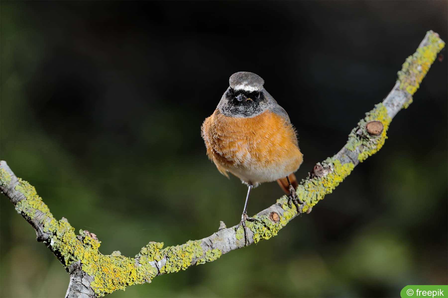 Gartenrotschwanz - Phoenicurus phoenicurus