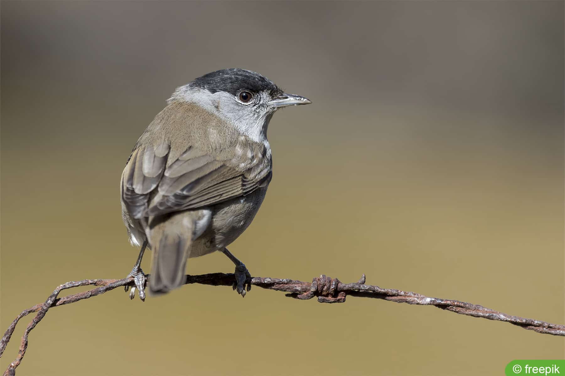 Mönchsgrasmücke - Sylvia atricapilla