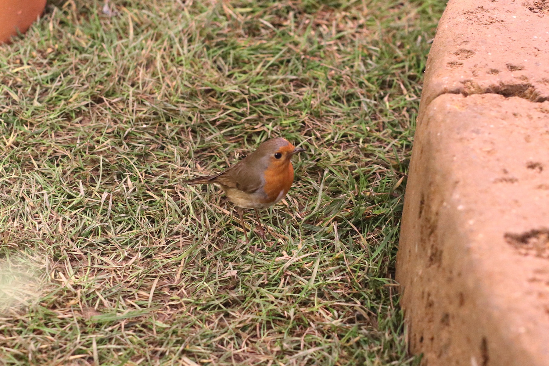 Rotkehlchen - Erithacus rubecula