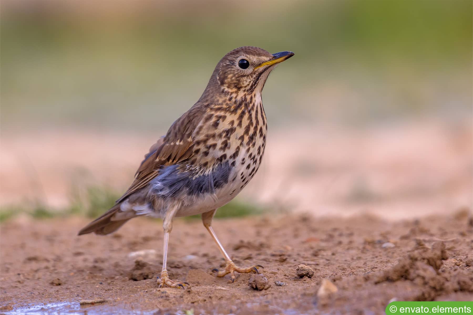 Singdrossel - Turdus philomelos