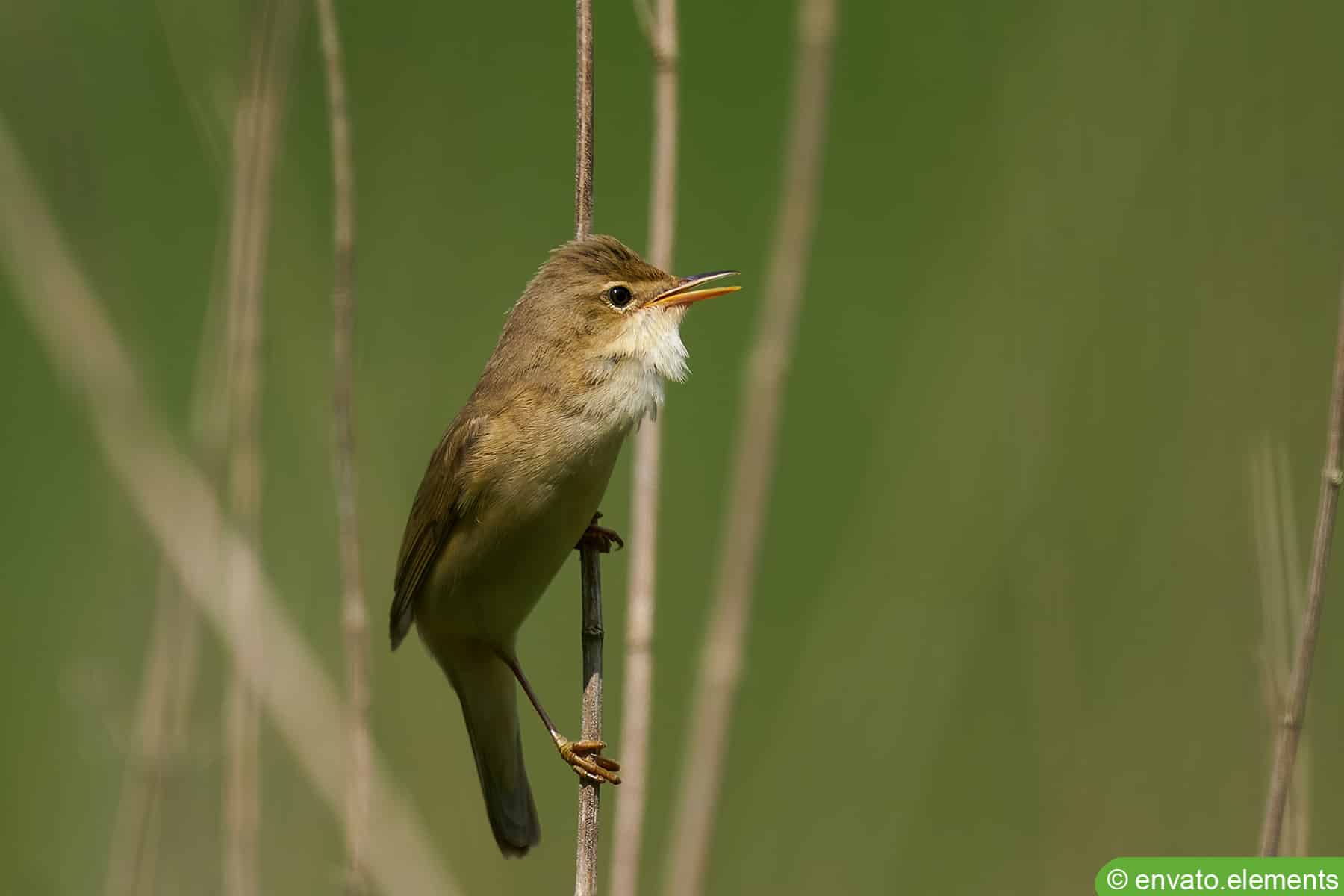 Sumpfrohrsänger - Acrocephalus palustris