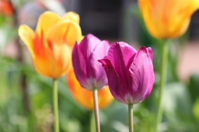 Tulpen