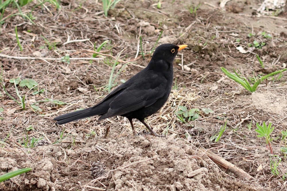 Amsel