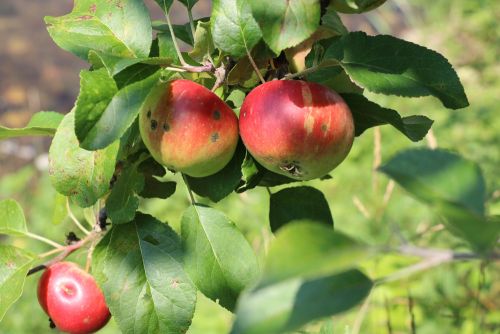 Apfel - Malus