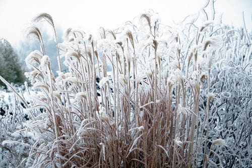 Garten im Winter