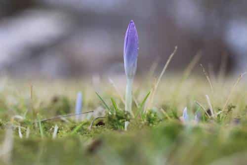 Garten im Frühling