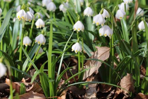 Gartentipps im Frühling