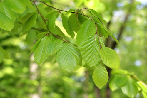 Laubbäume im Garten