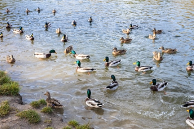 Enten im Wasser füttern