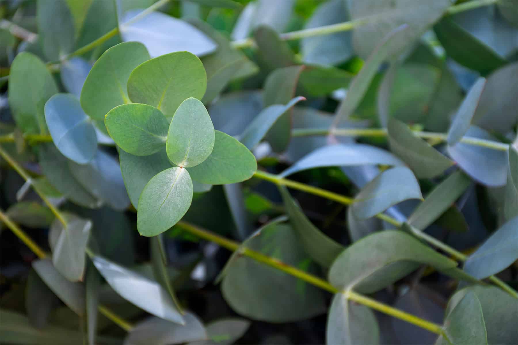 Eukalyptus dngen: 7 wirksame Hausmittel - Hausgarten.net