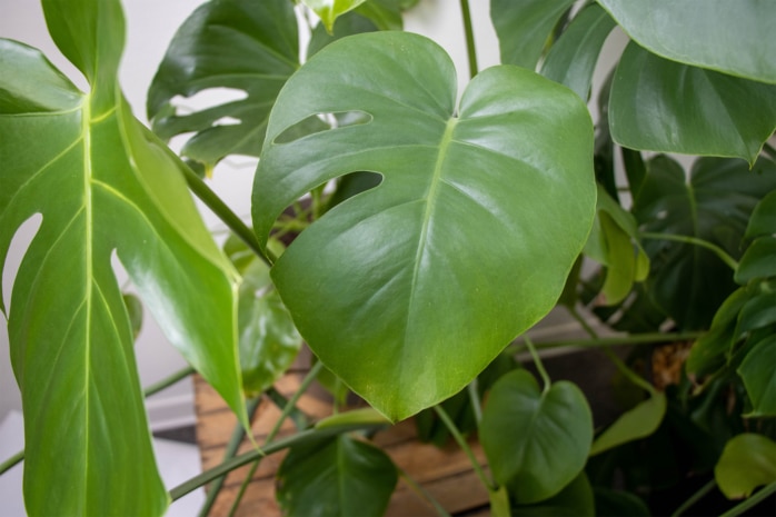 Fensterblatt (Monstera deliciosa)