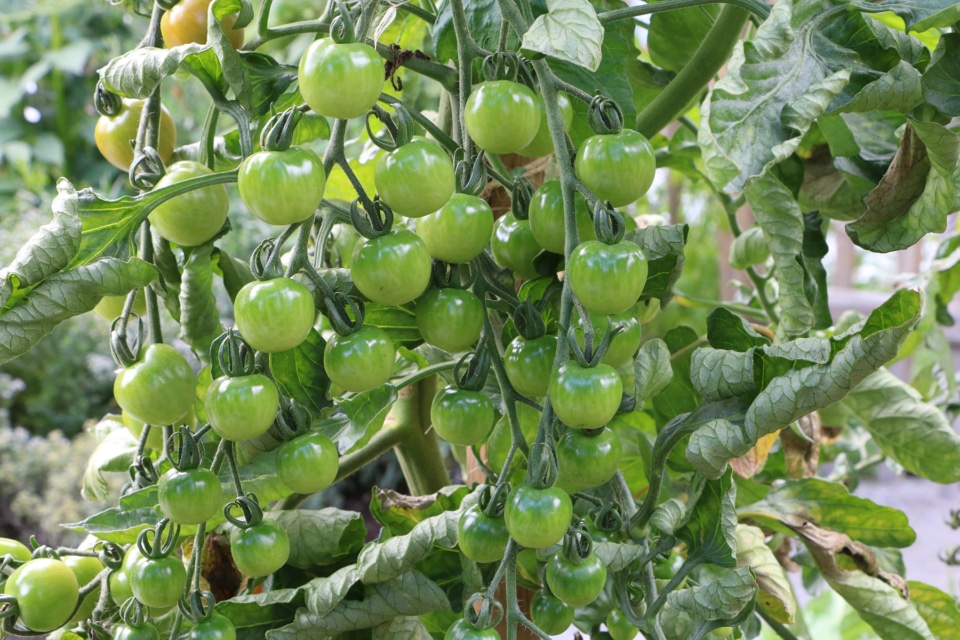 Herbst welche Temperaturen vertragen Tomaten nachts?