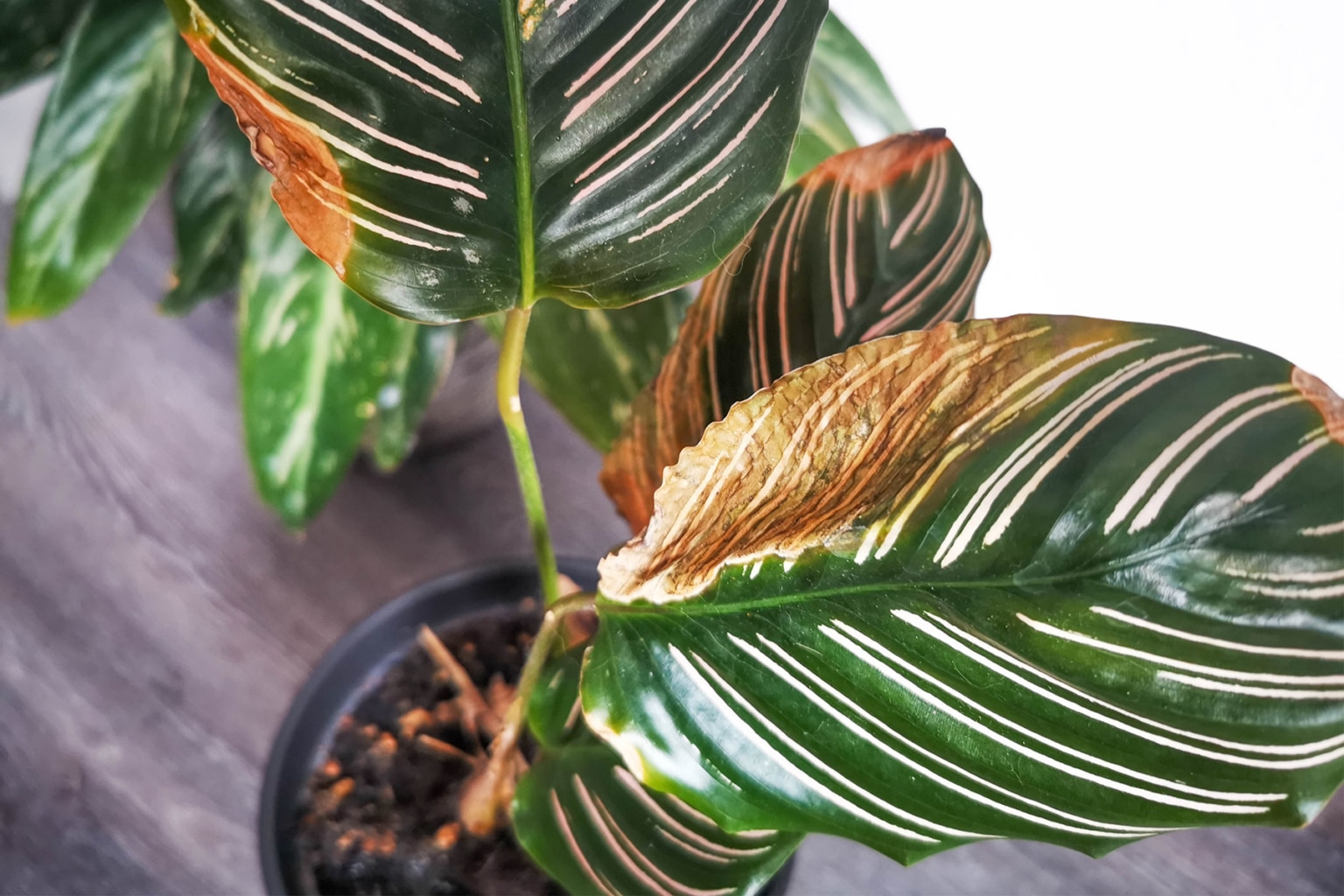 Einblatt bekommt braune Blätter was tun? 8 Tipps für Spathiphyllum