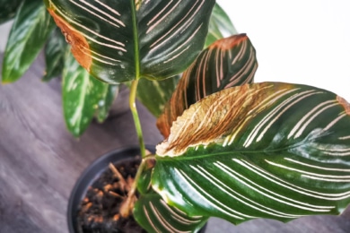 Korbmarante (Calathea ornata)