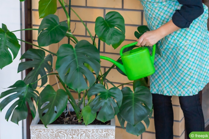 Fensterblatt (Monstera deliciosa) gießen 