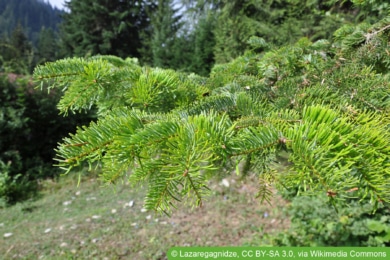 Nordmann-Tanne - Abies nordmanniana