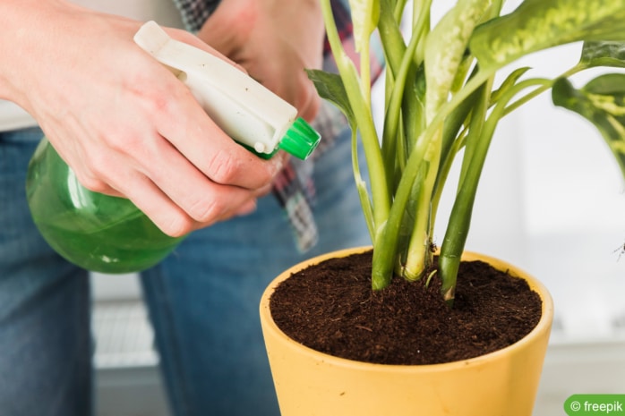 Pflanze mit Wasser einsprühen