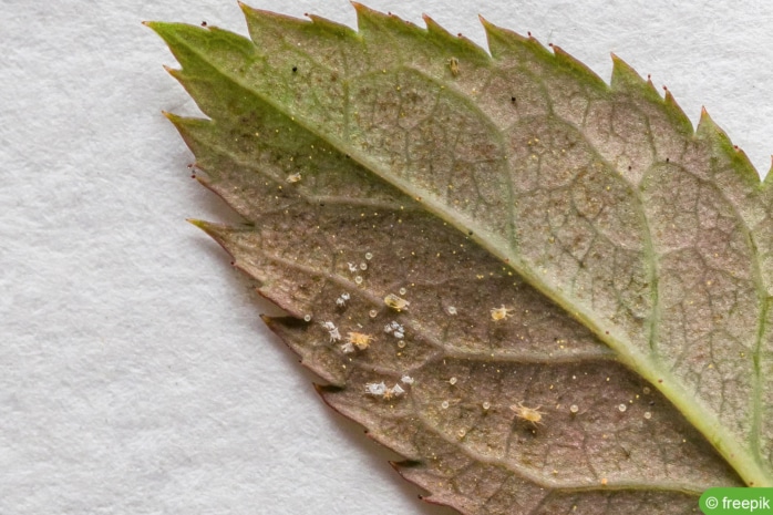 Blatt mit Spinnmilben 