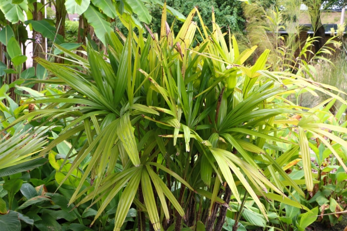 Steckenpalme (Rhapis excelsa)