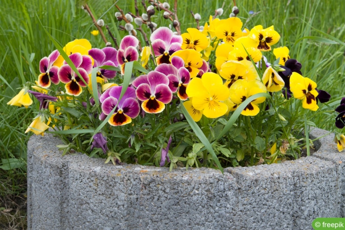 wildes Stiefmütterchen (Viola tricolor)