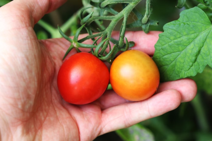 Tomaten in der Hand