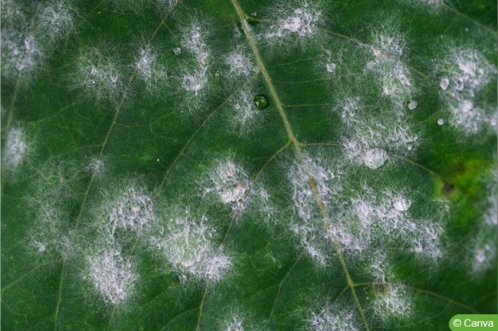 Weißer Rost (Albugo candida)