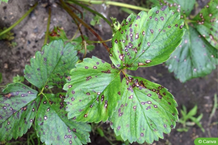 Weißfleckenkrankheit (Mycosphaerella fragariae) auf Erdbeerblättern
