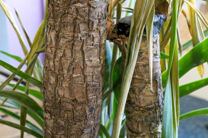 Yucca Palme gelbe Blätter