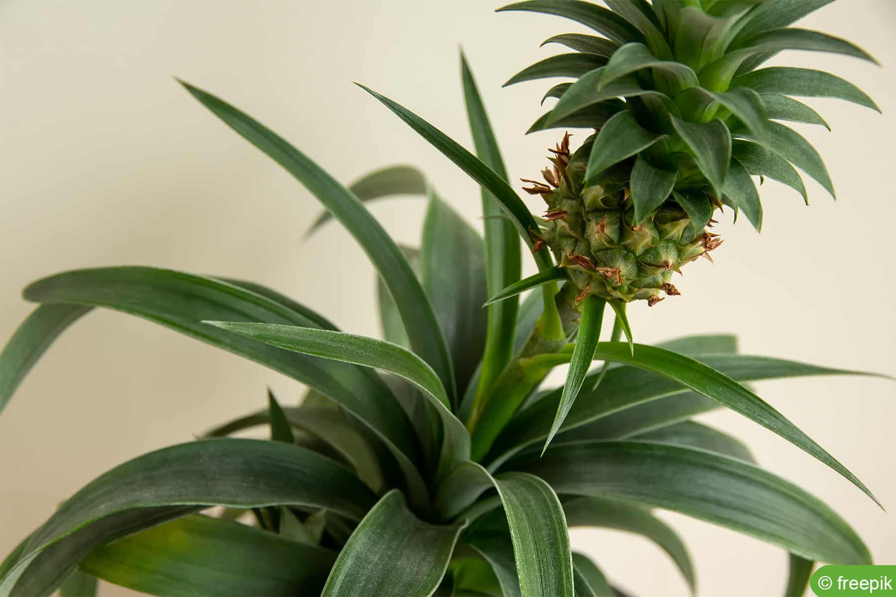 Zierananas Lasst Ananas Hangen