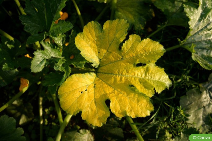 Zucchini gelbe Blätter Titel