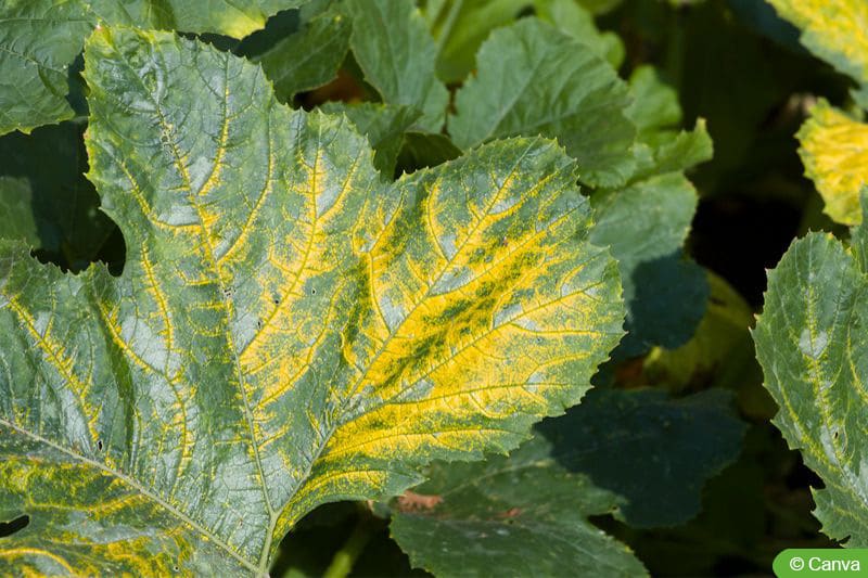 Gelbe Blätter an Zucchini was ist zu tun?