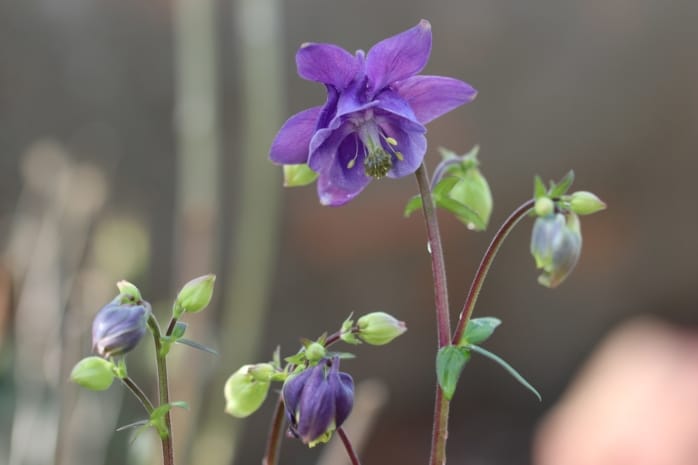 Akelei (Aquilegia)