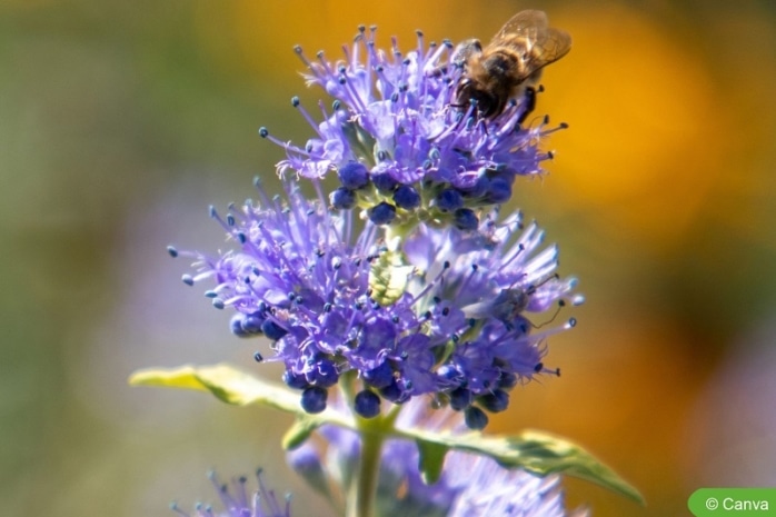 Bartblume (Caryopteris clandonensis)