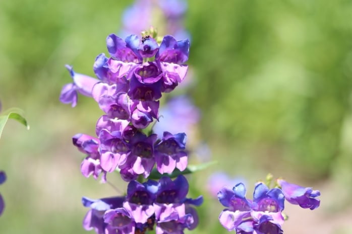 Bartfaden (Penstemon mensarum)