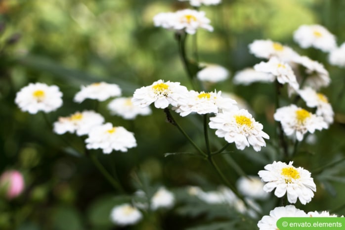 Bertramsgarbe (Achillea ptarmica)