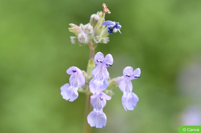 Blaue Katzenminze (Nepeta x faassenii)