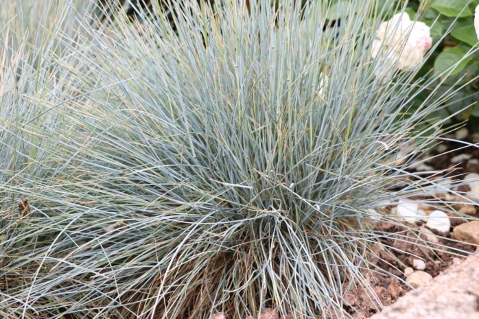 Blauschwingel (Festuca cinerea)