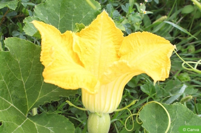 Butternut Kürbis mit Blüte