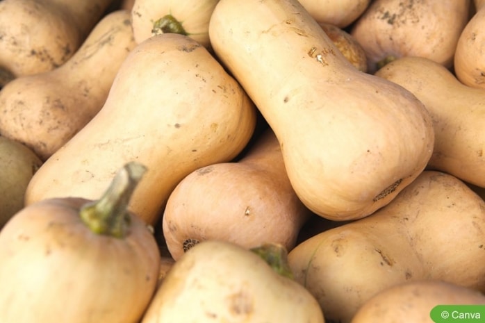 Frisch geerntete Butternut-Kürbisse lagern