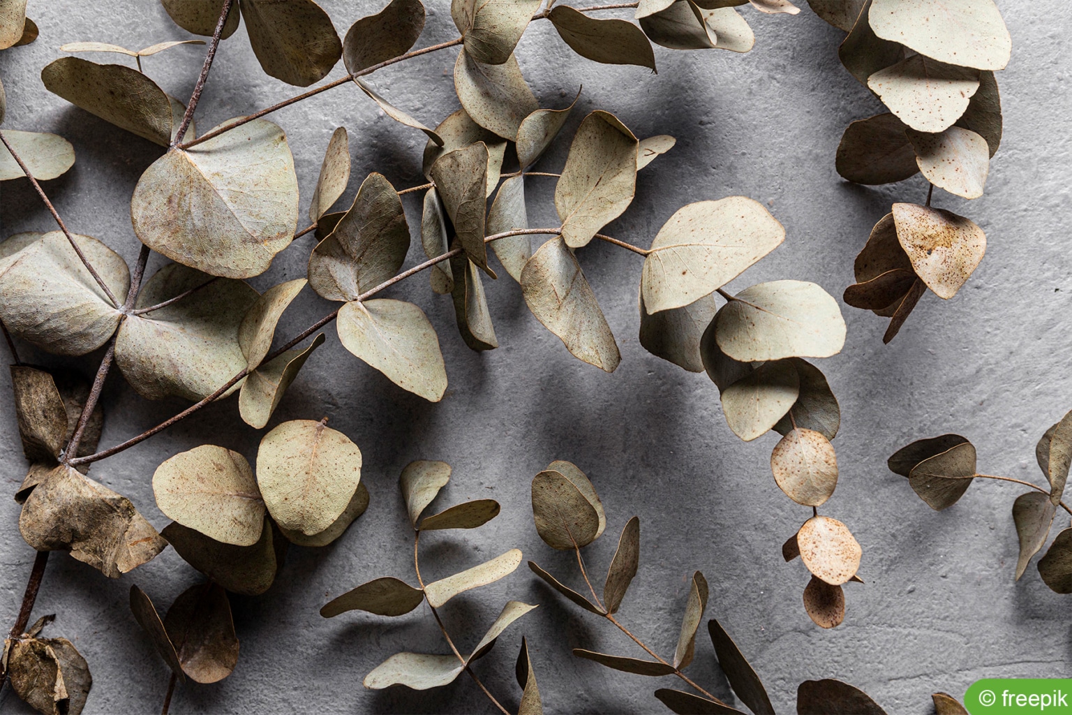 Ist Rhododendron winterhart? 6 Tipps zum Überwintern