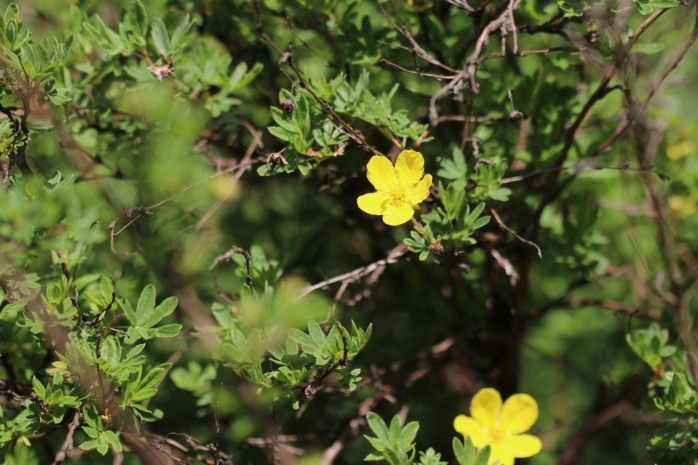 Fingerstrauch (Potentilla fruticosa)