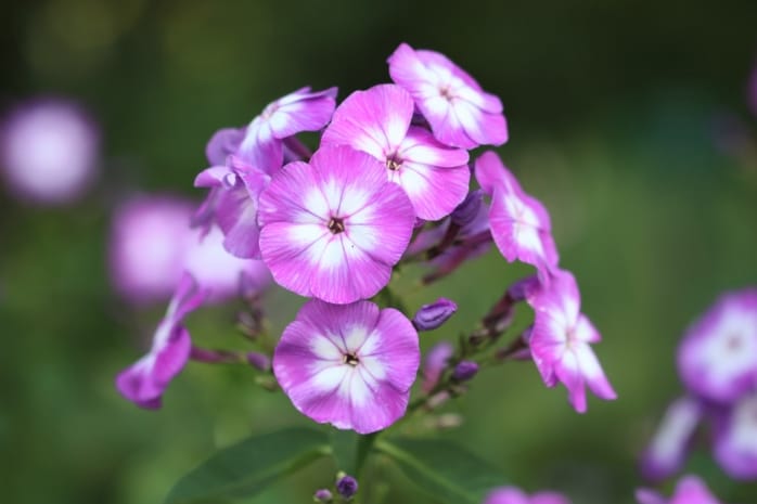 Flammenblume (Phlox)