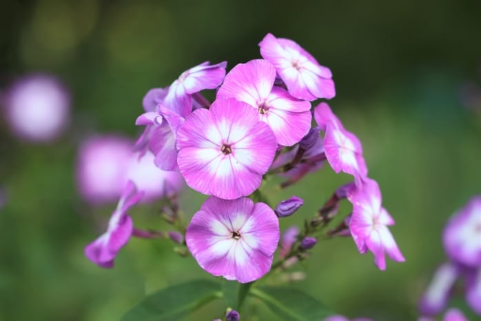 Flammenblume (Phlox)